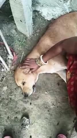 दोस्तों आज मेरे dog को मौत का घाट उतार दिया मेरा भाभी मीरा देवी के द्वारा किसी का कुछ नहीं बिगाड़ा था laualagan ward 11