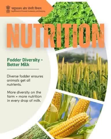 Variety on the plate, health in the glass!
Diverse fodder like maize, berseem, bajra, and azolla = all-round nutrition for animals.
More diversity = better milk.
#NationalNutritionWeek