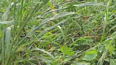 गडरारोड: बाड़मेर जिले में 2 दिन से लगातार तेज बारिश और हवाओं का कहर, किसानों की फसलों को हुआ भारी नुकसान