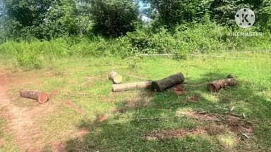 ମୋରଡା: ଭୋଳଘାଟି ଗାଁରେ ଚଢାଉକରି ଚୋରା ଚାଲାଣ ନିମନ୍ତେ ରଖାଯାଇଥିବା ବିଭିନ୍ନ ମୋଟେଇର ମୂଲ୍ୟବାନ କାଠଗଣ୍ଡି ଜବତକଲା ବନବିଭାଗ