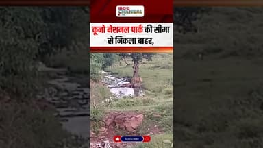 'सैर पर निकला चीता' कूनो नेशनल पार्क से निकलकर एक चीता पहुंचा गांव | #chambal #kunonationalpark