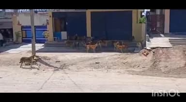 రామడుగు: గోపాల్ రావు పేట గ్రామంలో వీధి కుక్కల స్పైరవిహారం భయాందోళనలో గ్రామస్తులు