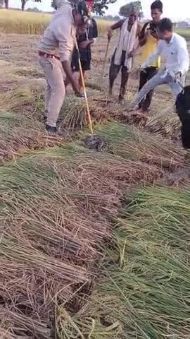 कौशांबी का मशीन चौराहा के पास खेत पर एक अजगर निकला हुआ था#@#शांति न्यूज़