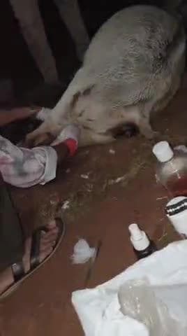बल्देवगढ़ अस्पताल दिवाले मोहल्ला के पास एक गौ माता जो एक्सीडेंट के कारण गंभीर रूप से बीमार अवस्था में थी उनका इलाज किया