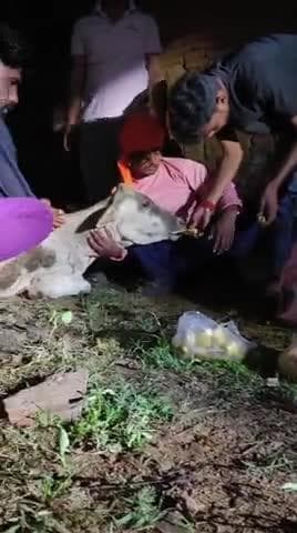 बल्देवगढ़ अस्पताल दिवाले मोहल्ला के पास एक गौ माता जो एक्सीडेंट के कारण गंभीर रूप से बीमार अवस्था में थी उनका इलाज किया