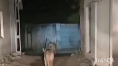 બગસરા: હાલરીયા ગામે સિંહોએ મારી લટાર વિડીયો થયો વાયરલ