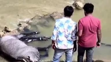 સાંતલપુર: સાંતલપુરના કલ્યાણપુરા અને રણમલપુરા ગામ વચ્ચેની કેનાલમાં જીવન-મરણ વચ્ચે ઝોલા ખાતી નીલગાયનું રેસ્ક્યુ કરાયું