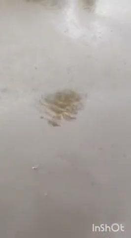 ಶೃಂಗೇರಿ: ಧಾರಾಕಾರ ಮಳೆಗೆ ಸ್ವಿಮಿಂಗ್ ಫೂಲ್ನಂತಾದ ಪಟ್ಟಣದ ರಸ್ತೆ, ಆಟೋ ನಿಲ್ದಾಣ.!