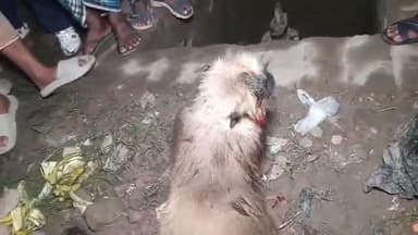 বাদুড়িয়া: বাদুড়িয়ার যদুরহাটি এলাকায় দুর্ঘটনায় জখম হনুমান রাস্তা অবরোধ করে বিক্ষোভ গ্রামবাসীদেরশনিবার রাত আটটা নাগাদ বাদুড়িয়া