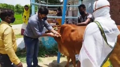 हिंगणा: उखळी येथे तोंडखुरी-पायखुरी लसीकरनाला सुरुवात