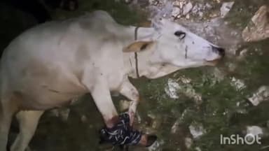 खमनोर: बलीचा के जंगल में पैंथर के हमले से घायल गाय का गो-रक्षकों ने कराया उपचार