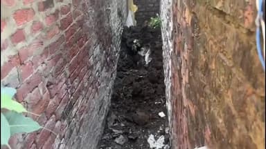 साढौरा: खादी आश्रम के पास मृत पड़े बैल को नगरपालिका की टीम ने नहीं उठाया, मोहल्लेवासी बदबू से परेशान #jansamasya