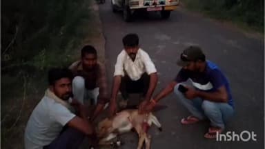 रोहट - मांडावास सरहद में श्वानों ने एक नील गाय के बच्चे को नौंचा ,वन विभाग की टीम के द्वारा ले जाया गया