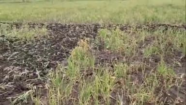 ನಿಡಗುಂದಿ: ಅತಿವೃಷ್ಟಿಗೆ ಬೆನಾಳ ಗ್ರಾಮದ ಈರುಳ್ಳಿ ಬೆಳೆ ಸಂಪೂರ್ಣ ಹಾನಿ ಟ್ರ್ಯಾಕ್ಟರ್ ಮೂಲಕ ಬೆಳೆ ಕಿತ್ತೆಸೆದ ರೈತರು