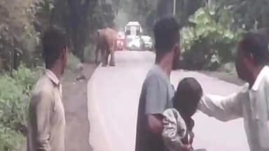 घरघोड़ा: सामारूमा जंगल में हाथी ने युवकों को सड़क पर दौड़ाया, बच्चे को गोद में लेकर भागे