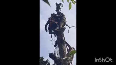 കോതമംഗലം: മരം മുറിക്കുന്നതിനിടയിൽ തോളിൽ പരിക്കേറ്റ് വലിയ മാവിൽ കുടുങ്ങിയ തൊഴിലാളിയെ കോതമംഗലം ഫയർഫോഴ്സ് സാഹസികമായി രക്ഷപ്പെടുത്തി