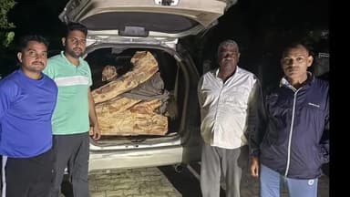 छछरौली: छछरौली के बनसंतौर जंगल से खैर के पेड़ों की लकड़ी वन विभाग के स्टाफ ने इनोवा कार से बरामद की