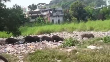 जबलपुर: केवट मौहल्ला गढ़ा में सुअरों का आतंक, बच्चो पर कर रहे हमला, जिम्मेदार मौन#जनसमस्या