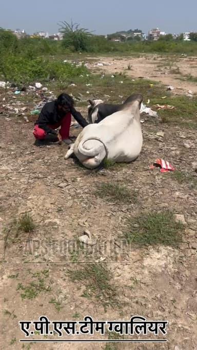 नंदी महाराज के पैर में कील पूरे में कीड़े पड़ गये ..!
Respect Girls help poor help animals
#apsgurjar #help #gwalior