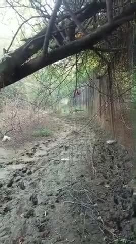 अयोध्या जिले में शहादत गंज के मुरावन टोला में स्थित जंगल में जाल में फंसा तेंदुआ #अयोध्या न्यूज़ #पब्लिक न्यूज़