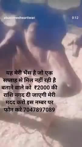 ब्यौहारी वार्ड न 9 न्यू बरौधा राज कुमार त्रिपाठी जी की भैंस है मदद करने पर 2 हजार रुपए दिऐ जाएगे मदद करने के लिए फोन करे