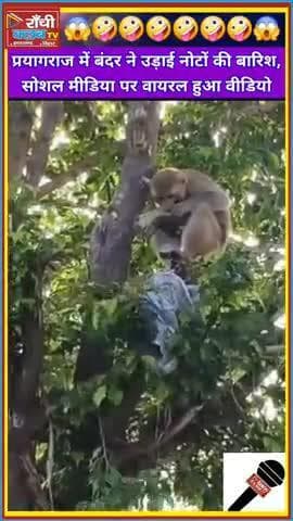 Prayagraj Mein Bandar Ne Barsaye Paise 💸 | नोटों की बारिश से मचा हंगामा | Monkey Viral Video UP
#Prayagraj #Uttar