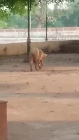 महर्षि वा आश्रम पर सुअरों का आतंक बवा kumarganj