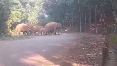 ହରିଚନ୍ଦନପୁର: କେନ୍ଦୁଝର ବନଖଣ୍ଡ ବ୍ରାହ୍ମଣିପାଳ ବନ୍ୟ ପ୍ରାଣୀ ବନାଞ୍ଚଳ ଦୈତାରି ତାରିଣୀ ଗେଟ ନିକଟରେ ୯ ଟିକିଆ ହାତୀ ପଲ ରାସ୍ତାପାର ହେଉଥିବାର ଦୃଶ୍ୟ