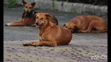 പറവൂർ: പറവൂരിൽ മൂന്നര വയസ്സ് കാരിയുടെ ചെവി കടിച്ച തെരുവ് നായക്ക് പേവിഷബാധ സ്ഥിരീകരിച്ചു