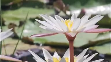 वेंगुर्ला: तळ कोकणात वेंगुर्ला येथे कमळांना बहर, कोल्हापूरच्या महालक्ष्मीला वाहिली जातात ही फुले