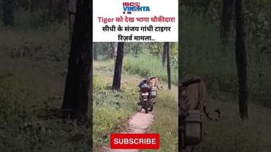 Tiger को देख भागा चौकीदार ! सीधी के संजय गांधी टाइगर रिज़र्व मामला.. #tiger #viralvideo #vindhya