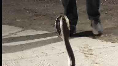 કુતિયાણા: કુતિયાણા પોલીસ લાઈન વિસ્તારમાંથી ઝેરી કોબ્રા સાપનું વાઈલ્ડ લાઈફ વર્કર કુલદીપ જોશી દ્વારા રેસ્ક્યુ કરવામાં આવ્યું