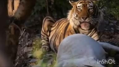 केळापूर: 'वाघ आला रे वाघ आला' मुंझाळा परिसरात वाघाचे थैमान वाघाचा शेतकऱ्याच्या बैलावर हल्ला, बैलाचा जागीच मृत्यू