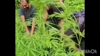 അഗളി പുതൂരിൽ 60 സെൻറ് സ്ഥലത്തെ കഞ്ചാവ് കൃഷി നശിപ്പിച്ചു