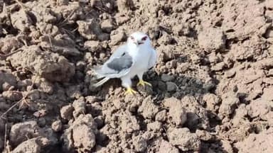 వాజేడు: మండలంలో వింత పక్షి సంచారం