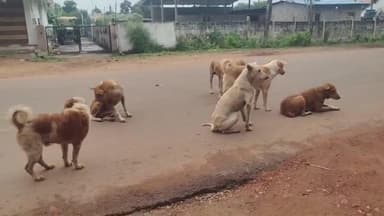 వెంకటాపురం: వెంకటాపురంలో గ్రామ సింహాల స్వైర విహారం