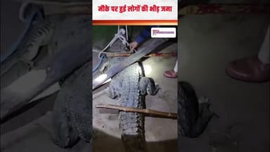 खेत में मगरमच्छ मिलने से मचा हड़कंप, वन विभाग ने मौके पर पहुँचकर किया रेस्क्यू #Crocodile #rescue