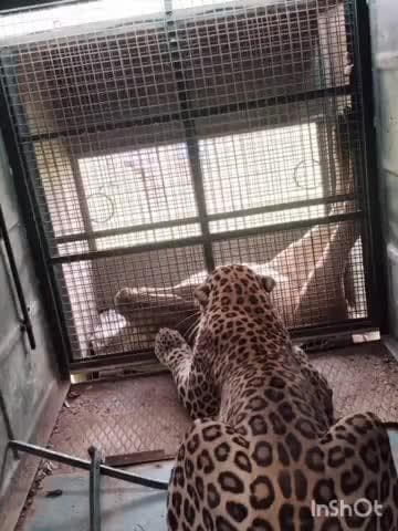 ತರೀಕೆರೆ: ಕಿಲ್ಲರ್ ಚಿರತೆ ಸೆರೆ ನೆಮ್ಮದಿಯ ನಿಟ್ಟುಸಿರು ಬಿಟ್ಟ ಯರದಂಕಲು ಜನ.!