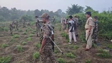 জিরানিয়া: ৮০ ঘরে অবৈধভাবে গড়ে  ওঠা গাঁজা বাগান ধ্বংস করল মান্দাই থানা পুলিশ