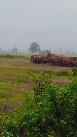 Ambikapur ke kareeb hathiyon ka dal pahuncha logon mein dar ka mahaul