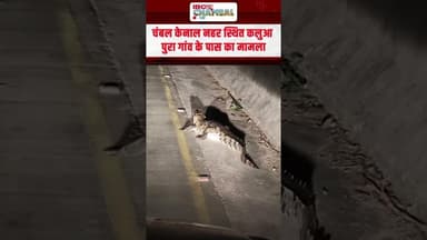मुरैना की सड़क पर घूमता नजर आया 10 फीट का मगरमच्छ | #viralvideo #ChambalNews #mpnews #crocodile