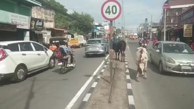 மதுக்கரை: சுந்தராபுரம் பகுதியில் சாலைகளில் மாடுகள் இருப்பதால் விபத்துகள் ஏற்பட வாய்ப்பு