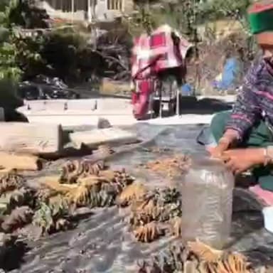 मोरंग: किन्नौर में चिलगोज़े के गिरे दाम, ऊपरी क्षेत्रों में चिलगोज़े के फलों से अलग किया जा रहा चिलगोज़ा