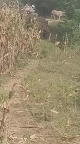 प्ले के खिलाफ कोई ऑब्जेक्शन नहीं उठा रहा है खेत में आने जाने वाली रास्ता पूरी तरीके से खड़े करके रखे हैं जमघाट