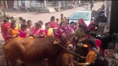 सेंधवा: सेंधवा में महिलाओं ने की गाय-बछड़े की पूजा, चवला बारस की परंपरा में आस्था और संस्कृति का दिखा संगम