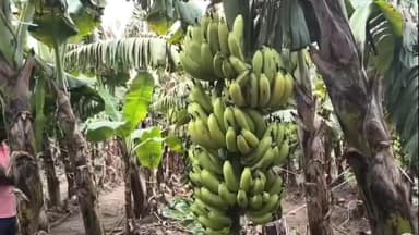 જેસર: કેળ તથા પપૈયાની ખેતી સાથે સંકળાયેલ બાગાયતદારો માટે અરજી કરવા ખેતીવાડી નિયામક દ્વારા યાદી જાહેર કરી