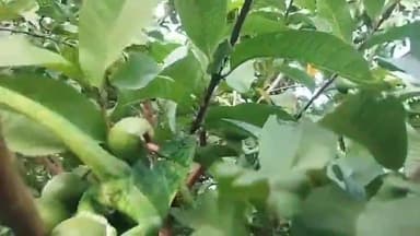 જેસર: બીલા ગામે અનોખો ગીરગીટ કાંચિડો જોવા મળ્યો, લોકોમાં કુતૂહલ સર્જાયું