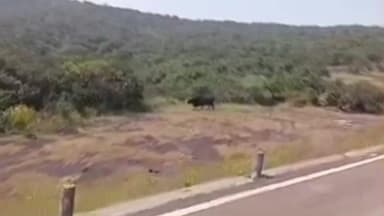 जावळी: कास पठार परिसरात रानगव्यांचा वावर; पर्यटकांनी आपल्या कॅमेऱ्यात टिपला रानगव्याचा व्हिडिओ