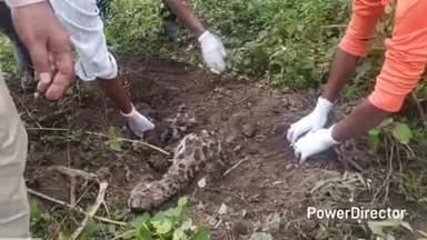 नैनपुर: बम्हनी क्षेत्र में जमीन में दबा मिला मादा तेंदुए का शव, वन विभाग कर रहा है जांच