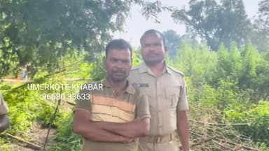 ରାଇଘର: ଗଞ୍ଜେଇ ଚାଷୀ ବଂସୁ ରାମ ଗଣ୍ଡ ଗିରଫ